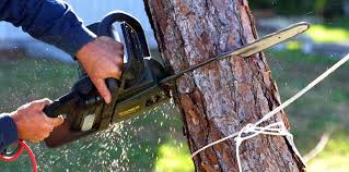 El Portal, FL Tree Services Company